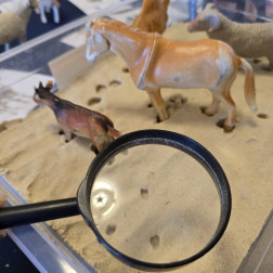 ✨ Hayvan İzleriyle Bilim ve Gözlem!