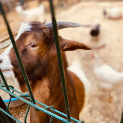 🐐🌿 Çiftliğimiz – Doğanın Kalbinde Bir Eğitim Alanı