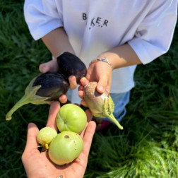 Bostandan sofraya ürün hasatları