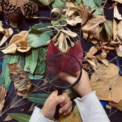 Doğa İnceleme – Yaprak Keşfi