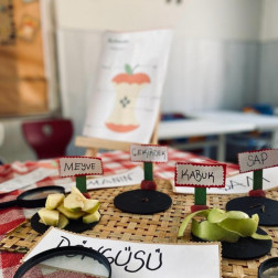Elmanın Bölümleri – Keşif Çalışması 🍎🔍