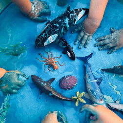 Okyanus Duyusal Havuzu