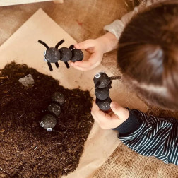 Karınca Ekosistemi İncelemesi