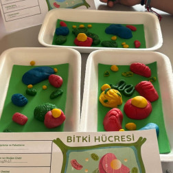 BİTKİ HÜCRESİ ETKİNLİĞİ