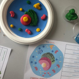 BİTKİ HÜCRESİ ETKİNLİĞİ