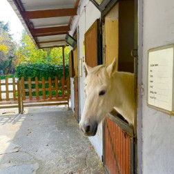 Doğayla Buluşma: Veli Efendi Gezisi ve Atlarla Tanışma Macerası