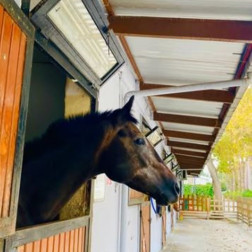 Doğayla Buluşma: Veli Efendi Gezisi ve Atlarla Tanışma Macerası