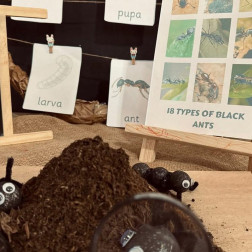 Karınca Döngüsü Etkinliği