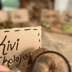 Kivi Ekolojisi İncelemesi