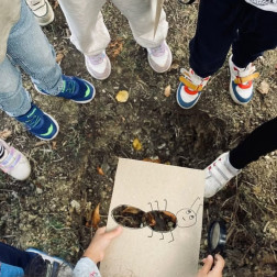 Karınca Avı – Doğa Gözlemi