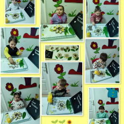 Ayçiçeği Tohumu Ekimi – Duyu ve Doğa Etkinliği