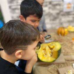 🎃 Balkabağının Döngüsü Etkinliğimiz! 🌱🍂