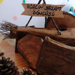 Ağacın Yaşam Döngüsü Atölyesi