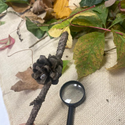 🌱 Doğayı Keşfediyoruz! Minik Bilim İnsanları İş Başında