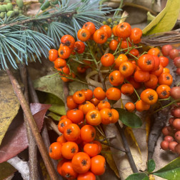 🍂 Sonbaharın Renklerini Yakından Tanıyoruz!