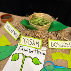 Fasulyenin Yaşam Döngüsü Atölyesi