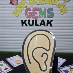 Duyu Organları – Kulak Etkinliği