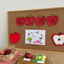 Elma Ekolojisi – Elmanın Yaşam Döngüsü