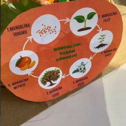 Mandalinanın Eğlenceli Yolculuğu