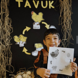 Gems Tavuk Etkinliği – Tavukların Yaşam Döngüsünü Öğreniyoruz