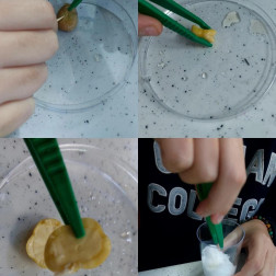 Bugün sınıfımızda minik tohum operasyonu vardı! 🌱