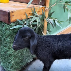 Doğayla Tanışıyoruz, Sevgi ve Sorumluluk Geliştiriyoruz