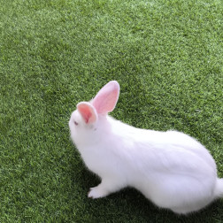 Canlıları Tanıyor, Sevgi ve Sorumluluk Geliştiriyoruz