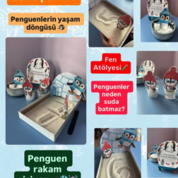 Güneş Sınıfı – Penguenlerin Yaşam Döngüsü