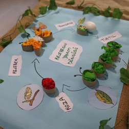 Kelebeğin Yaşam Döngüsü