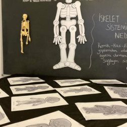 İskelet Sistemini Keşfediyoruz