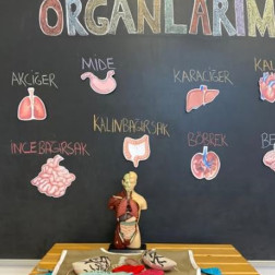 İç Organlarımızı Tanıyoruz