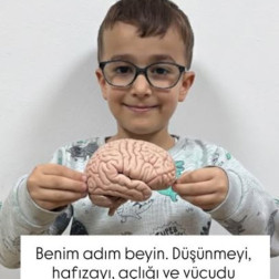 🧠 Beynimizi Tanıyoruz