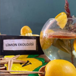 🍋 Sarı Bir Doğa Macerası: Limon Ekolojisi!