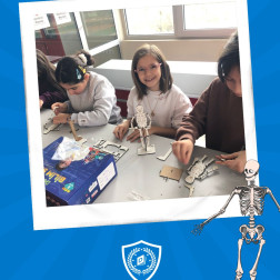 İskelet Sistemi ve Eklemler