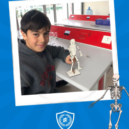 İskelet Sistemi ve Eklemler