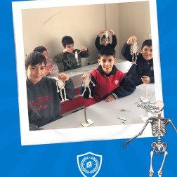 İskelet Sistemi ve Eklemler