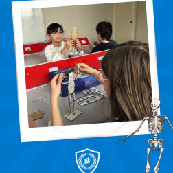 İskelet Sistemi ve Eklemler