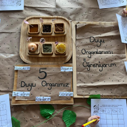 5 DUYU ORGANIMI ÖĞRENİYORUM