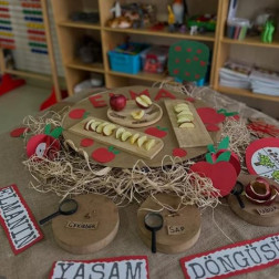 Elmanın Yaşam Döngüsü