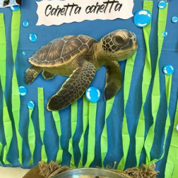 Doğayı ve Canlıları Tanıyorum 🐢