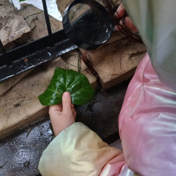 Doğayı Keşfediyorum: Yaprak İnceleme Etkinliği