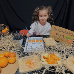 Mandalinanın Yaşam Döngüsü