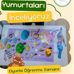 Yumurtaları İnceliyoruz: Bilim ve Gözlem Çalışması