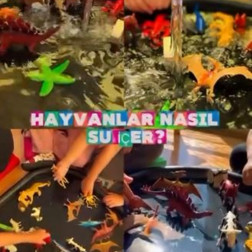 Hayvanların Su İçme Deneyi