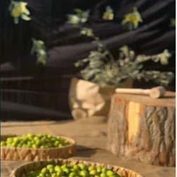 Zeytin Hasadı ve Emeğin Tadı