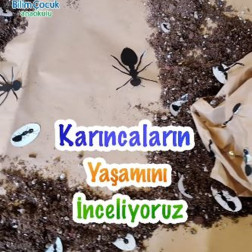 🐜 Karıncaların Yaşamını İnceliyoruz