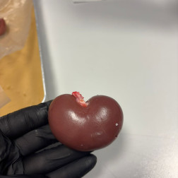 Boşaltım ve Solunum Sistemini Keşfediyoruz !