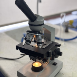 Laboratuvar Gözlem Çalışması