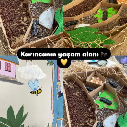 🐜 Minik Adımların Büyük Dünyası: Karıncaların Yaşam Alanı