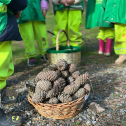 Doğa Keşfi ve Kozalak Toplama Etkinliği